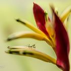 Kleiner Besucher auf Heliconia