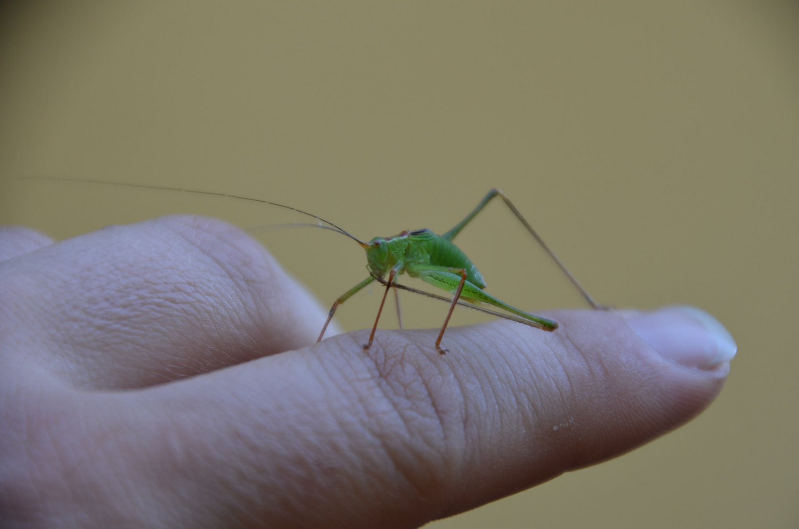 Kleiner Besucher