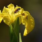 kleiner Besucher