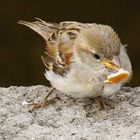 Kleiner Besucher