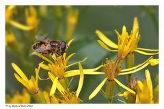 Kleiner Besucher