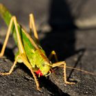 kleiner Besucher