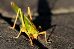 kleiner Besucher