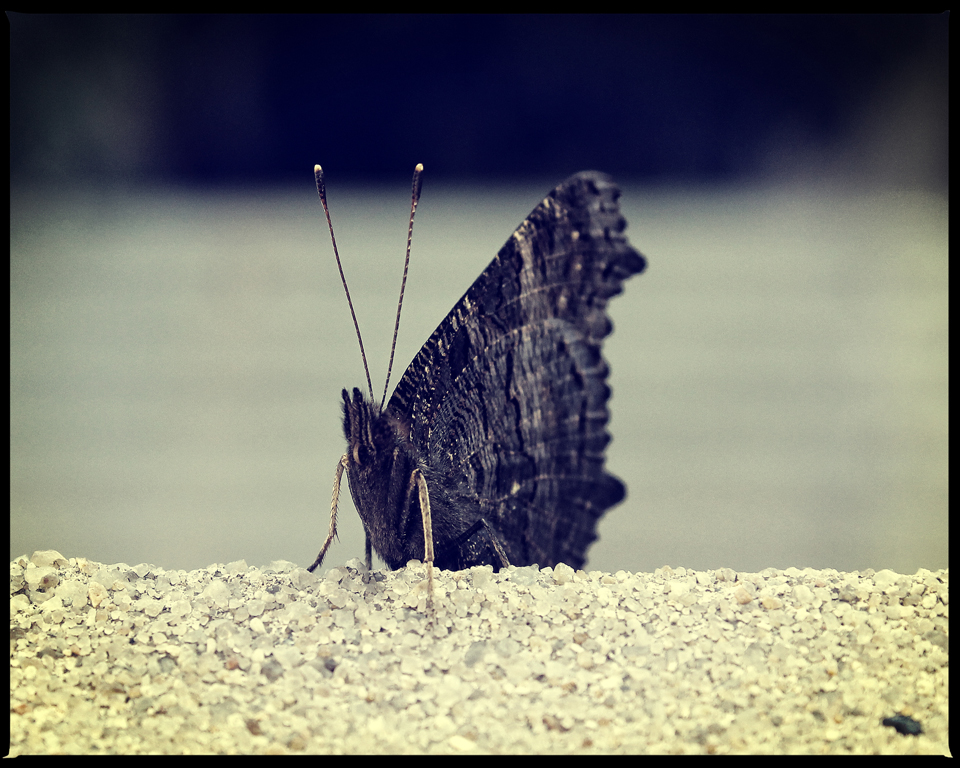 Kleiner Besucher