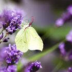 Kleiner Besucher im Garten