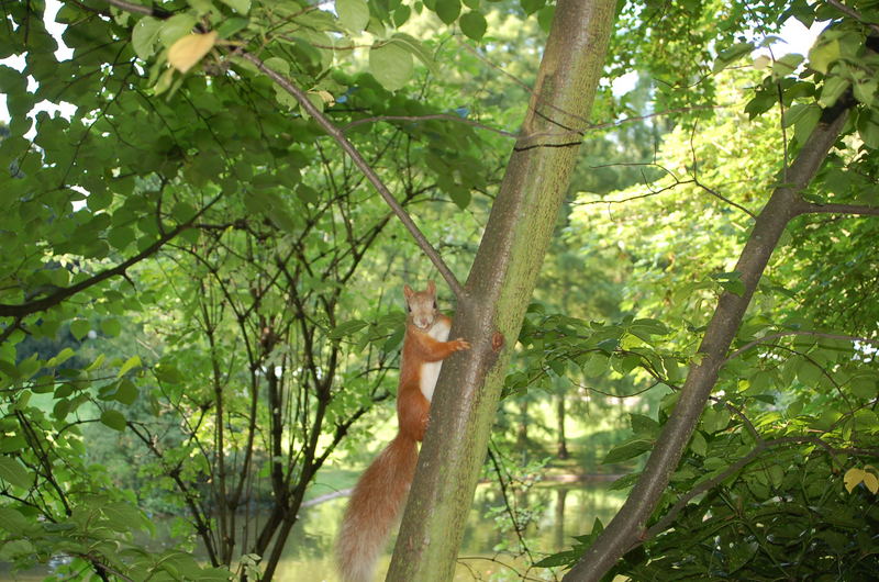 kleiner besucher im palmengarten