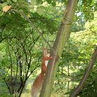 kleiner besucher im palmengarten