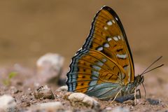 Kleiner Bewunderer eines Großseglers