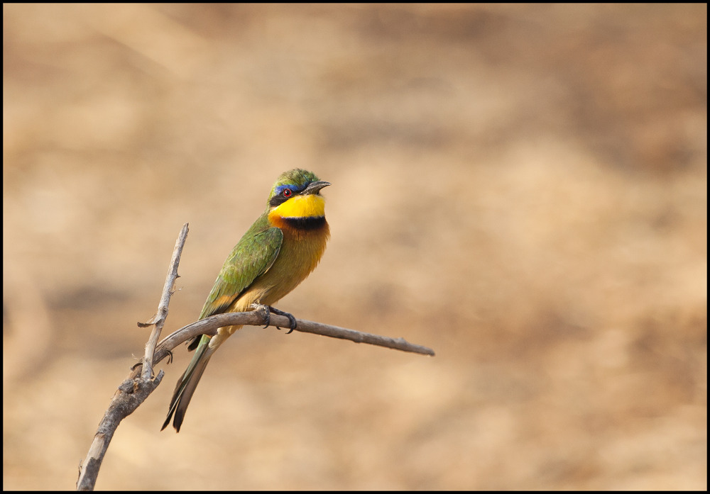 " Kleiner Bienenfresser " (Little Bee-eater)