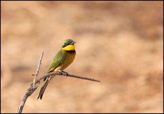 " Kleiner Bienenfresser " (Little Bee-eater)