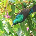 Kleiner Bindennektarvogel (Cinnyris bifasciatus) 