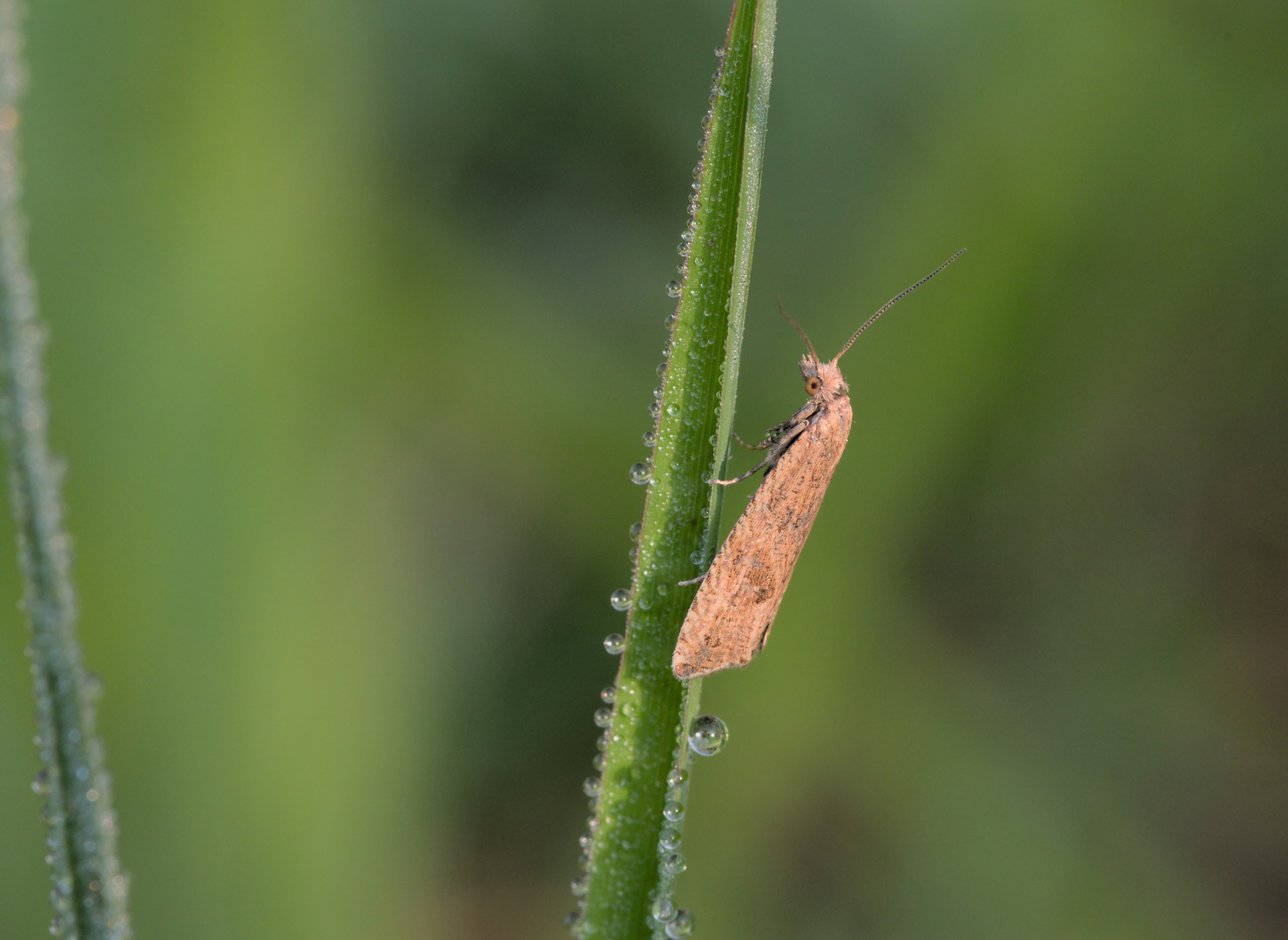 Kleiner Binsen-Wurzelwickler (Bactra lancealana)