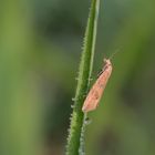 Kleiner Binsen-Wurzelwickler (Bactra lancealana)