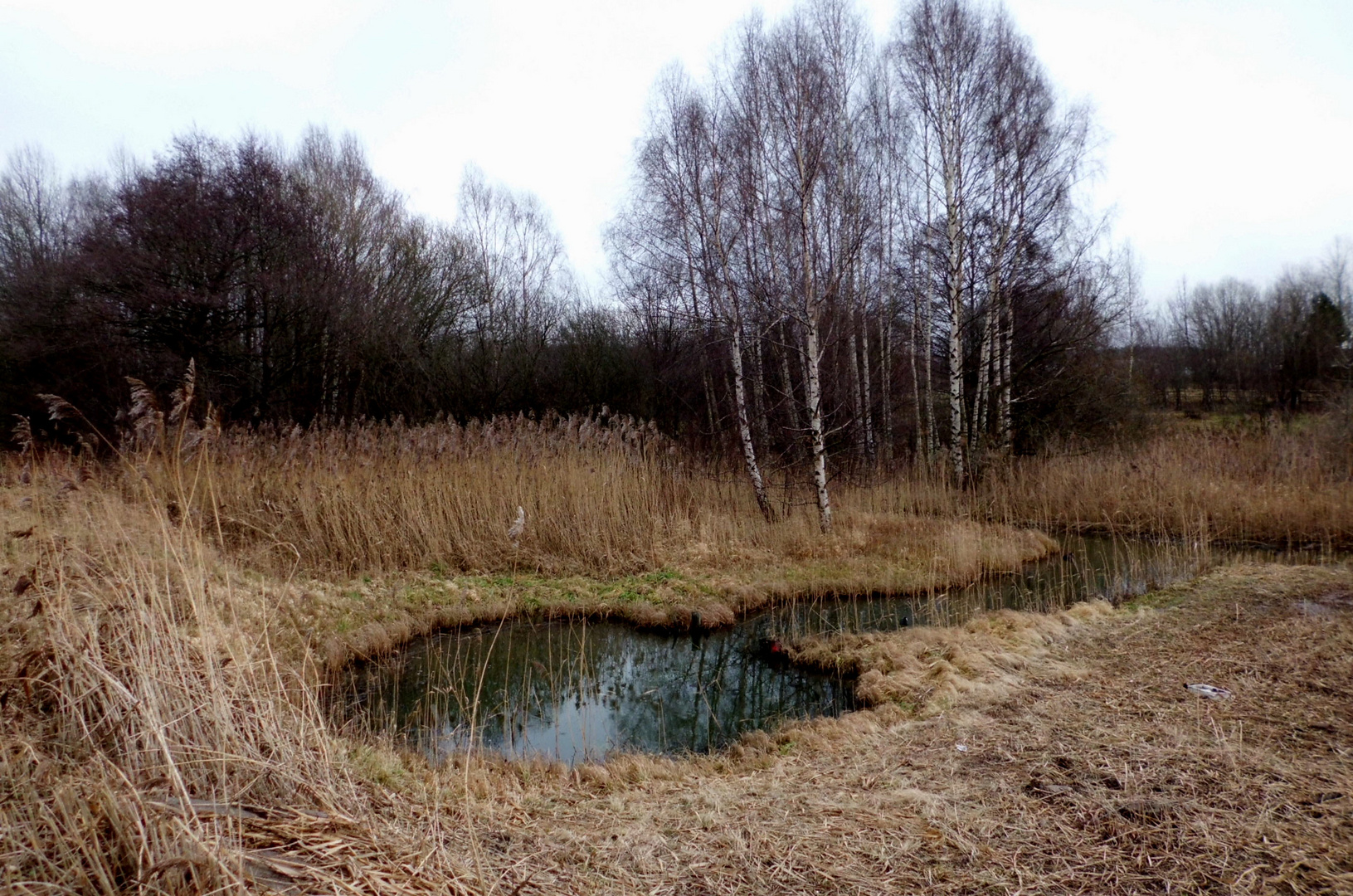 Kleiner Birkenbruch