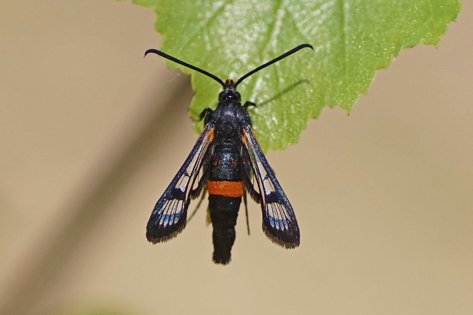 Kleiner Birkenglasflügler (Synanthedon culiciformis)