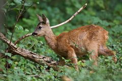 kleiner Blätterdieb...
