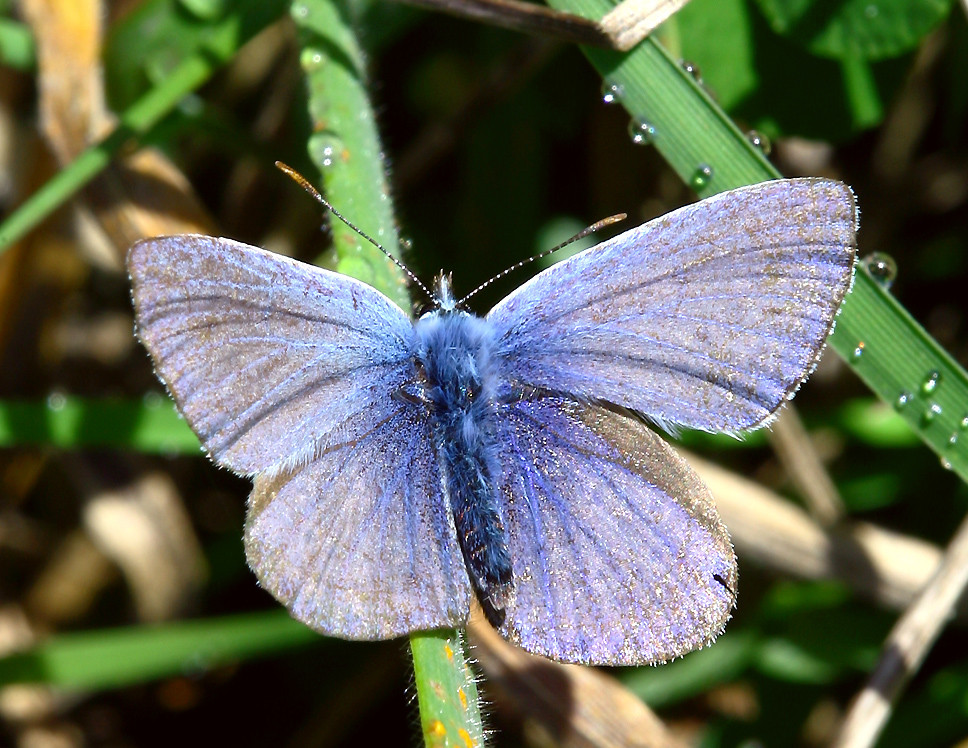 kleiner Blauer