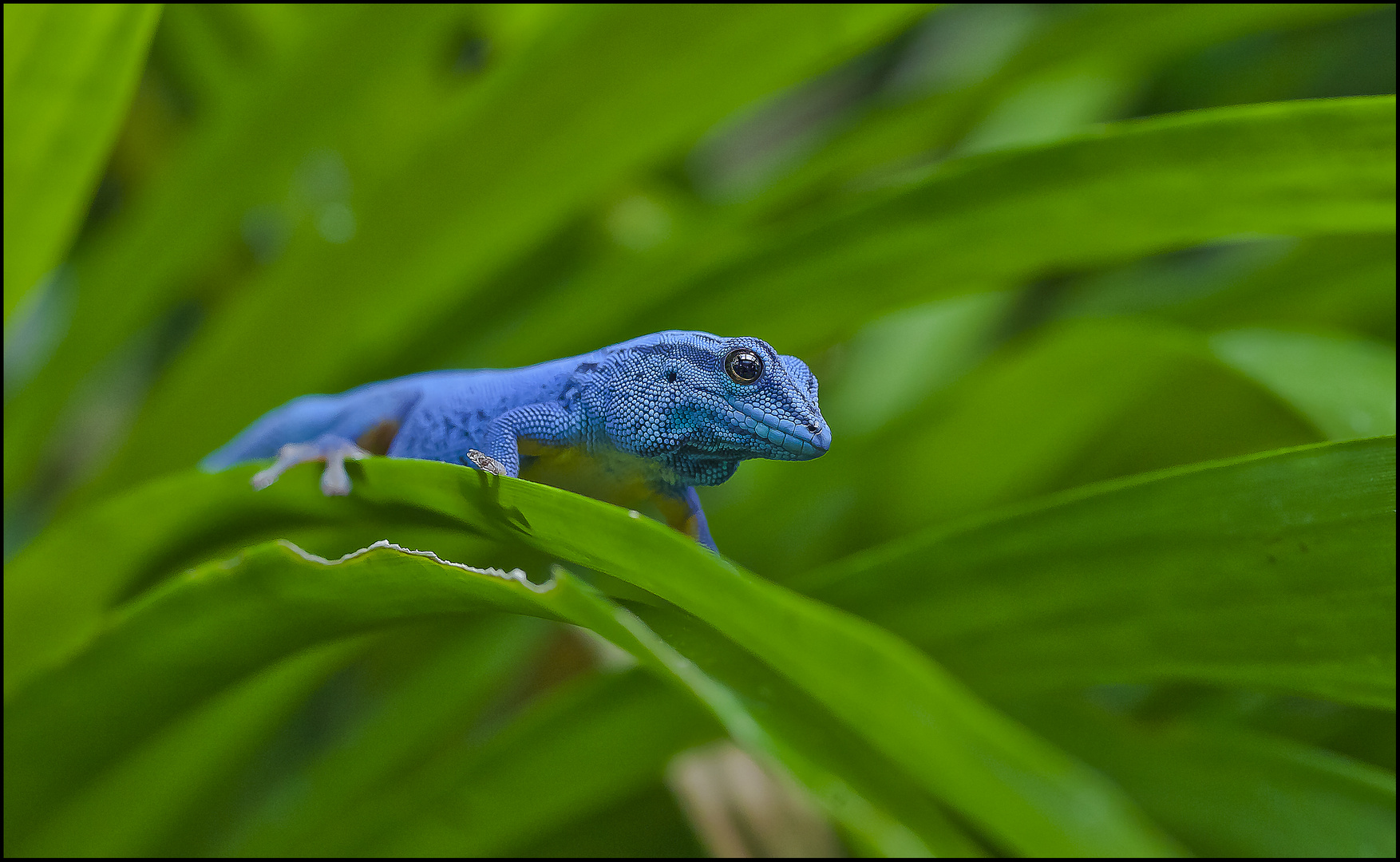 ~ Kleiner - Blauer ~