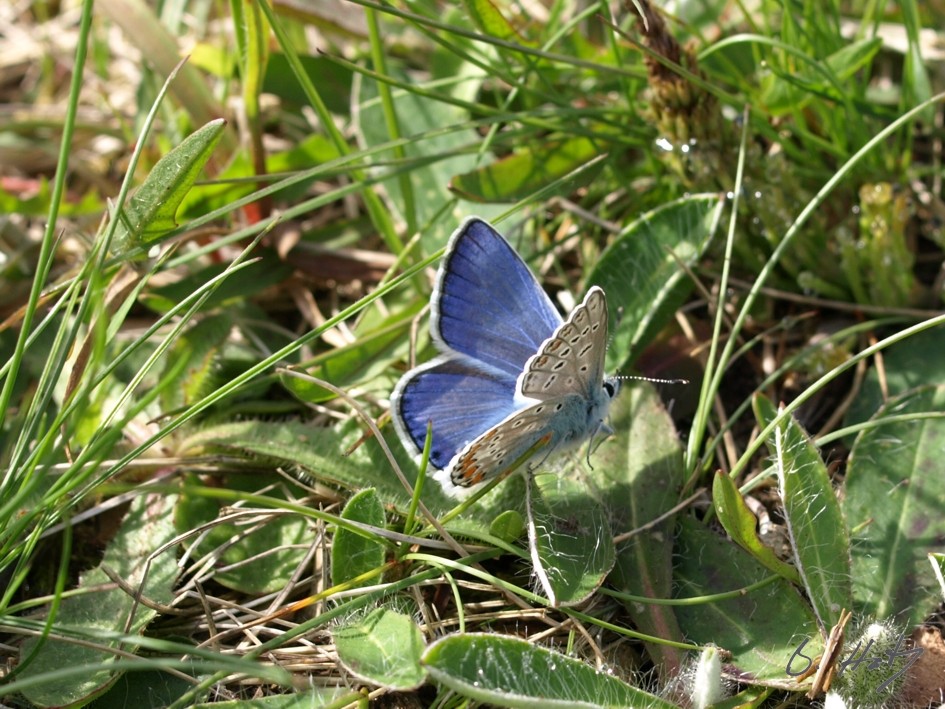 kleiner blauer