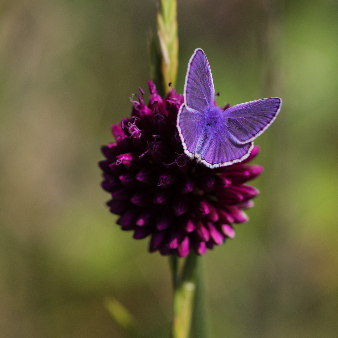 kleiner blauer Blütenbesucher