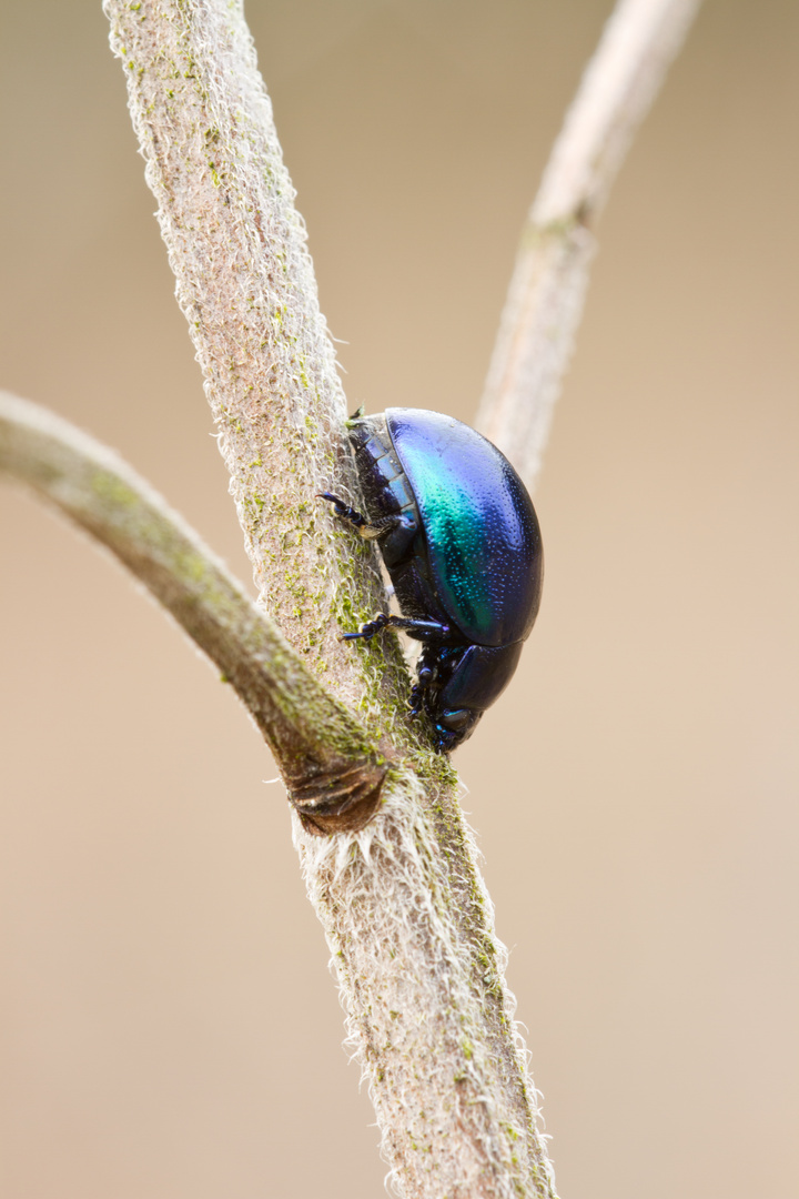 kleiner blauer