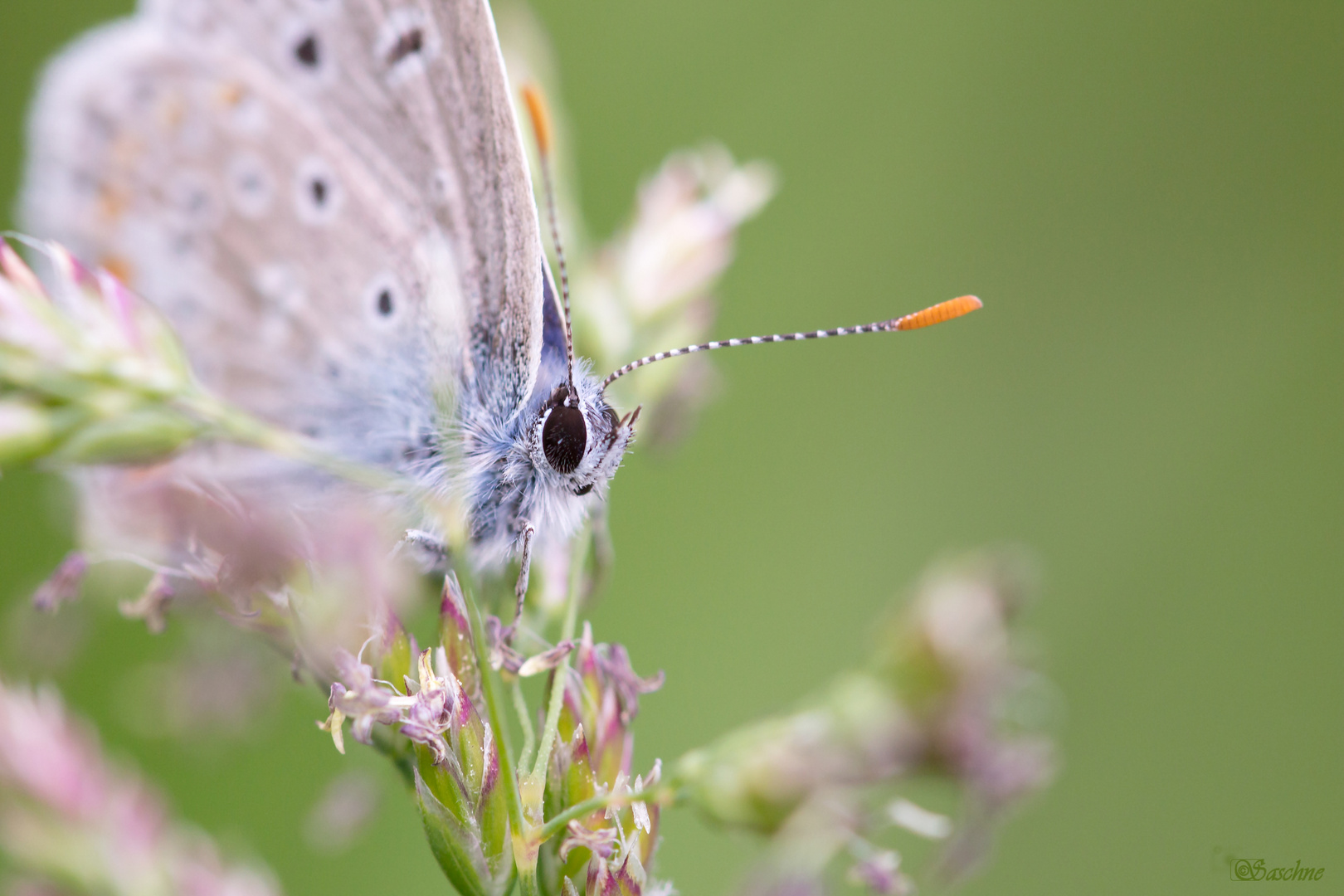 kleiner Blauer