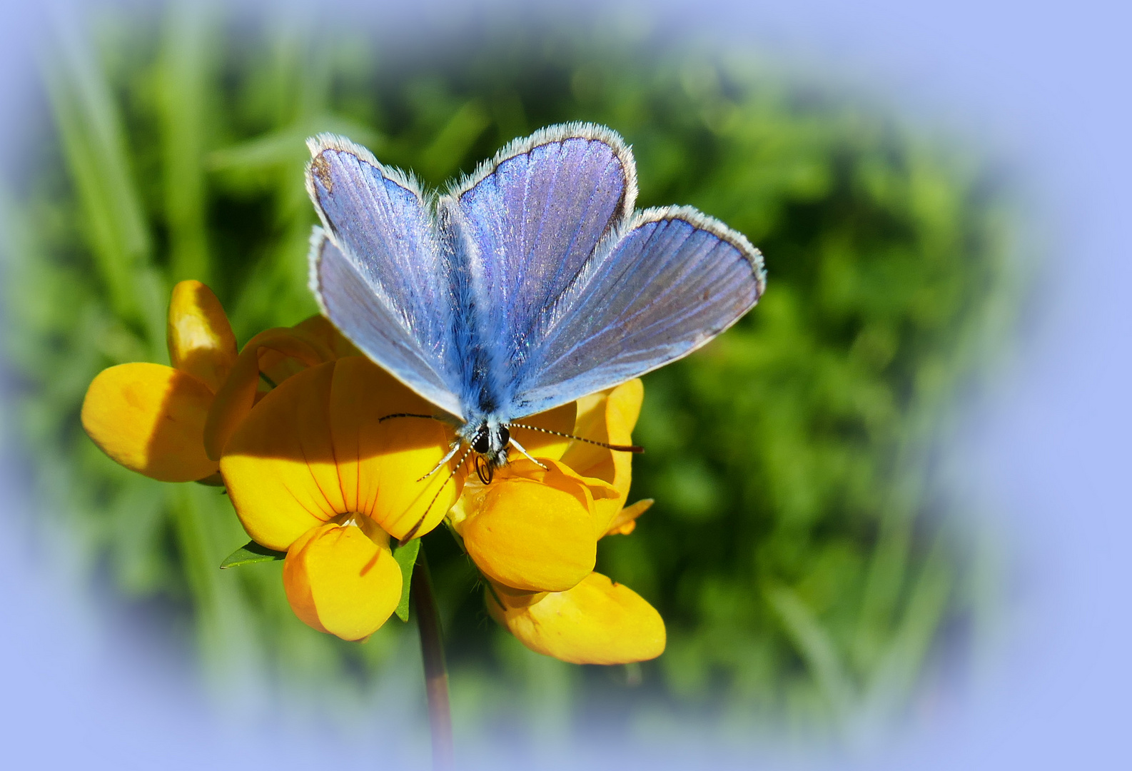 kleiner blauer Edelstein