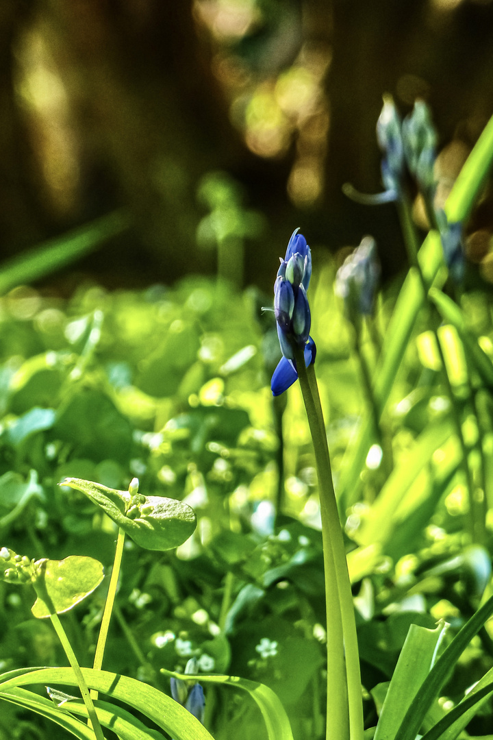 Kleiner blauer Farbtupfer 