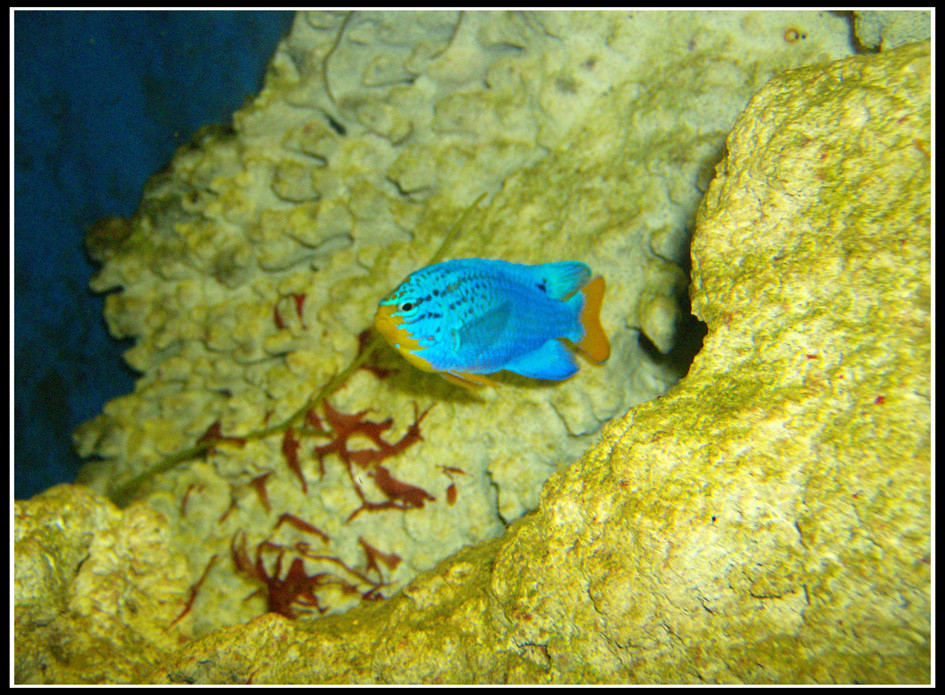 kleiner blauer Fisch