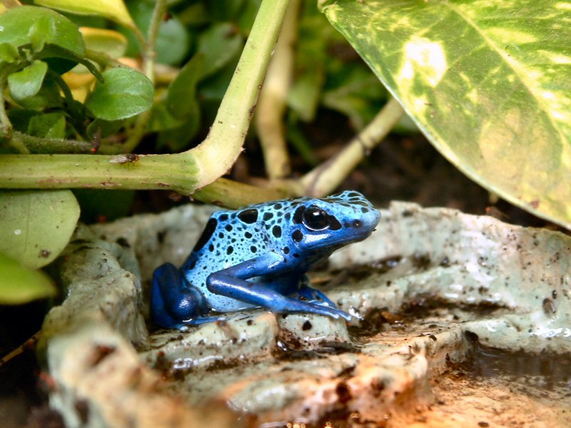 Kleiner blauer Frosch