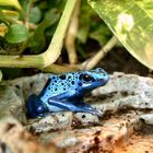 Kleiner blauer Frosch