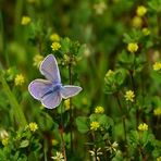 Kleiner Blauer, ganz Groß