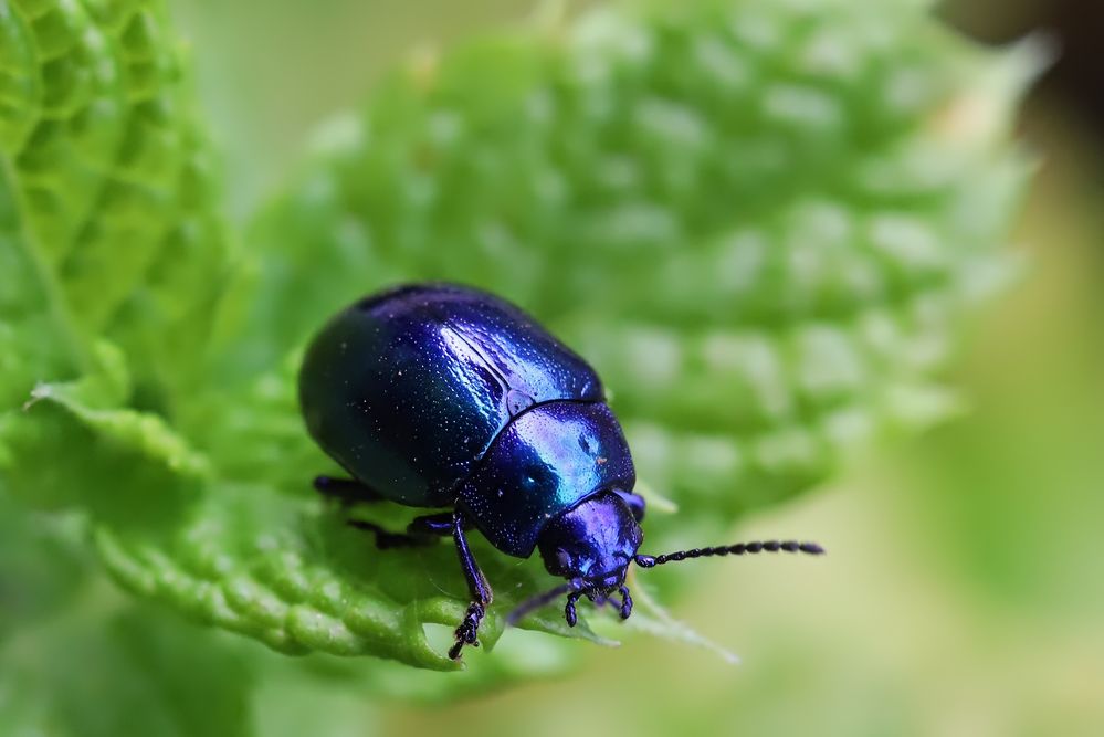 Kleiner blauer Käfer (2022_09_13_3590_ji) Foto & Bild blau, natur