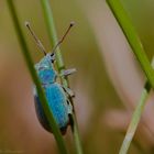 Kleiner blauer Käfer,...