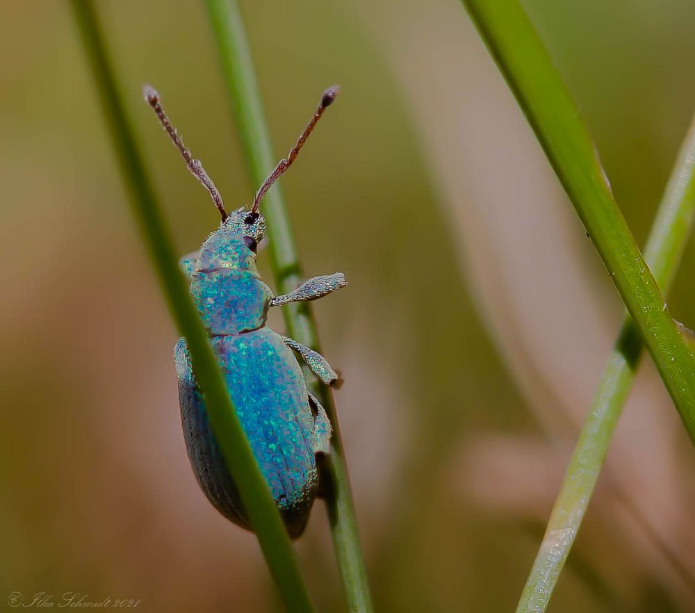 Kleiner blauer Käfer,...