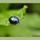 Kleiner blauer Käfer - aber was für einer?