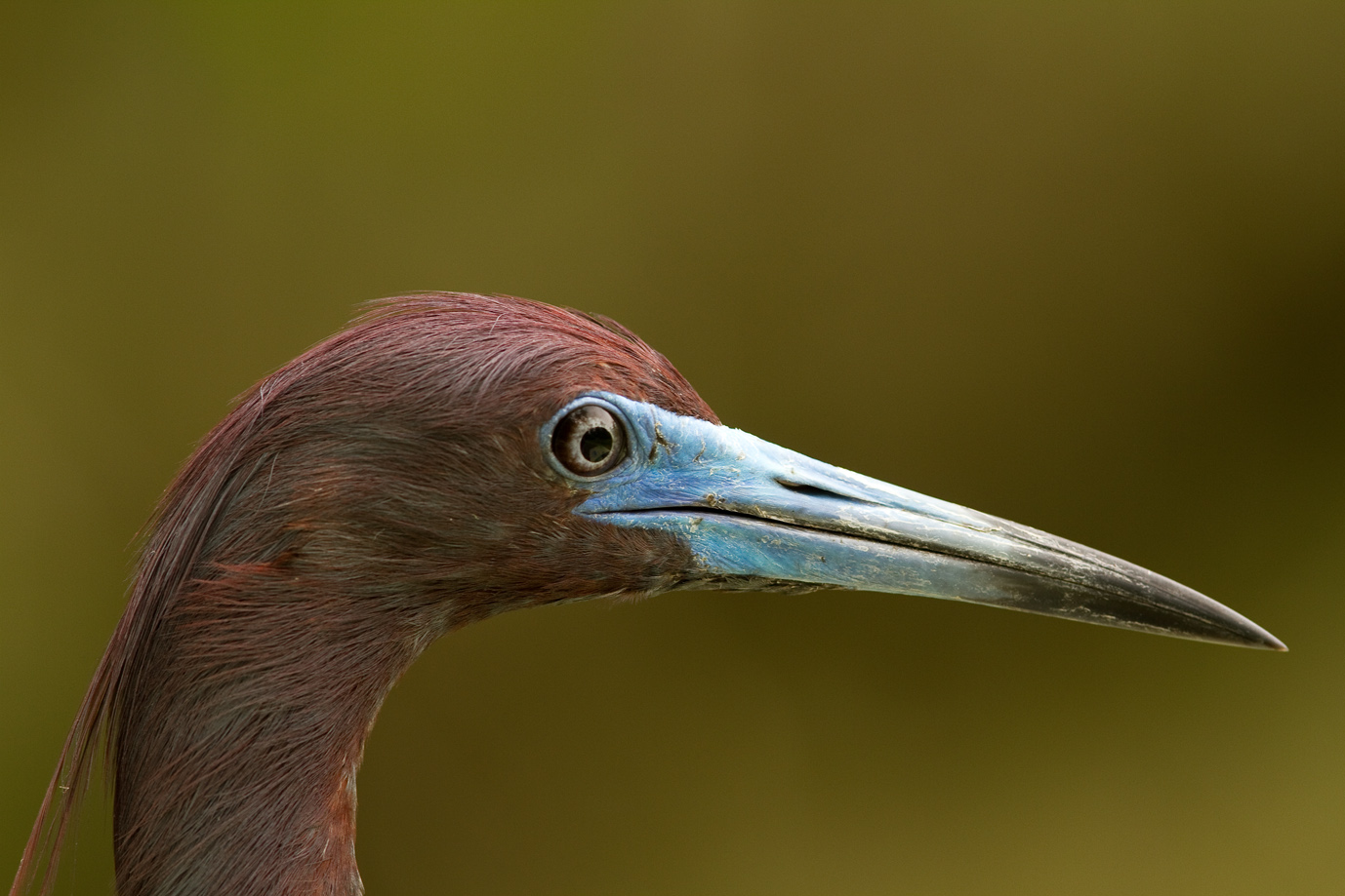 Kleiner blauer Reiher-3