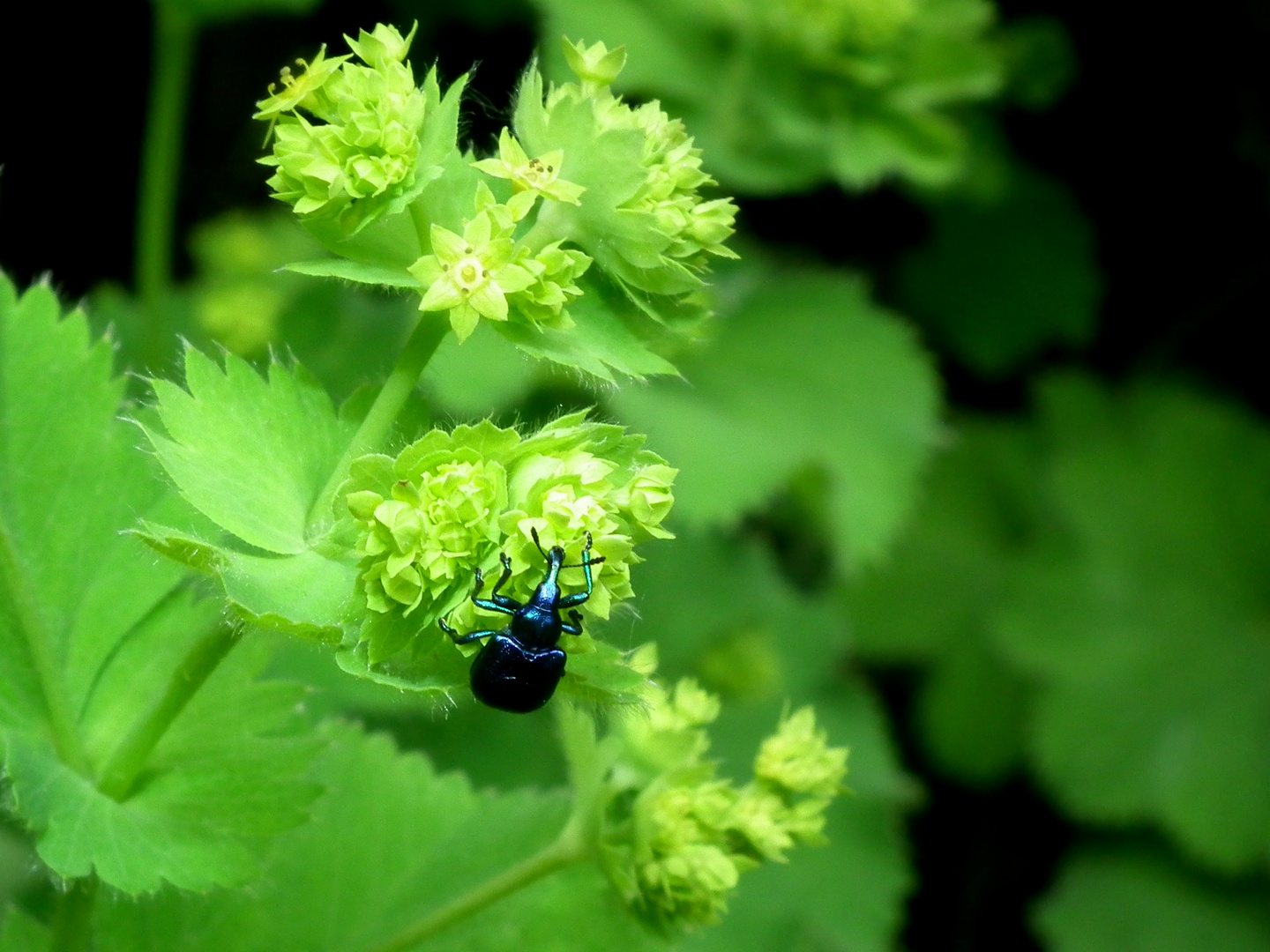 *kleiner blauer Rüsselkäfer*