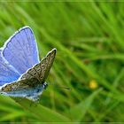 Kleiner blauer Schmetterling