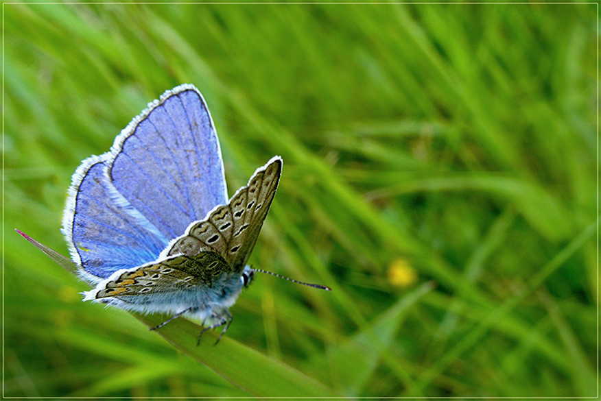 Kleiner blauer Schmetterling