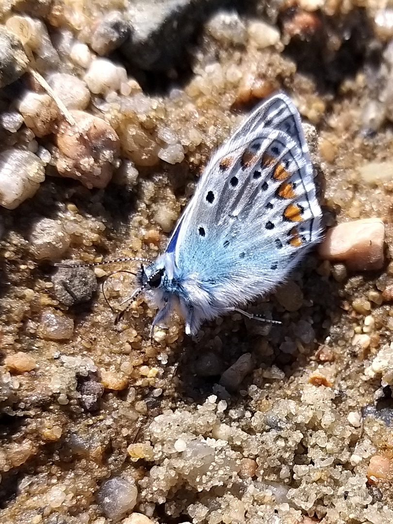 Kleiner blauer Schmetterling
