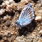 Kleiner blauer Schmetterling