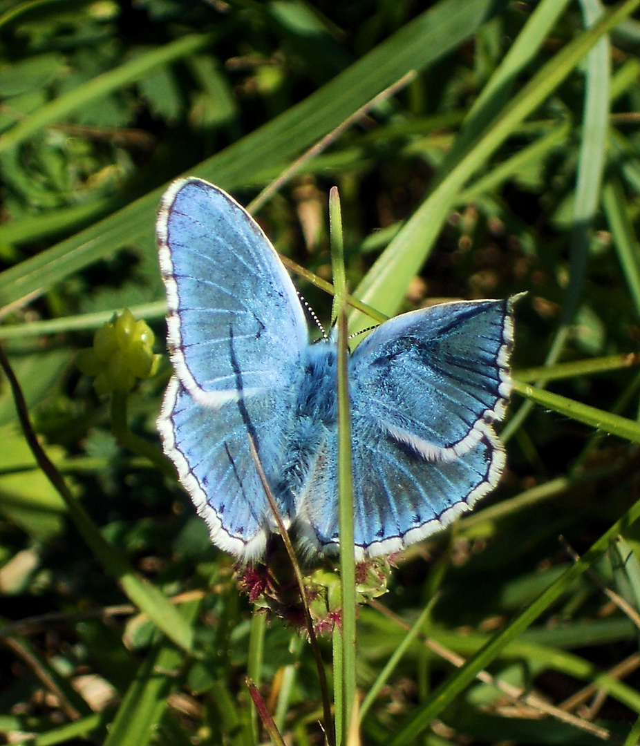 kleiner blauer schmetterling bei tübingen mai 2011