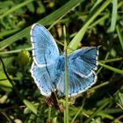 kleiner blauer schmetterling bei tübingen mai 2011