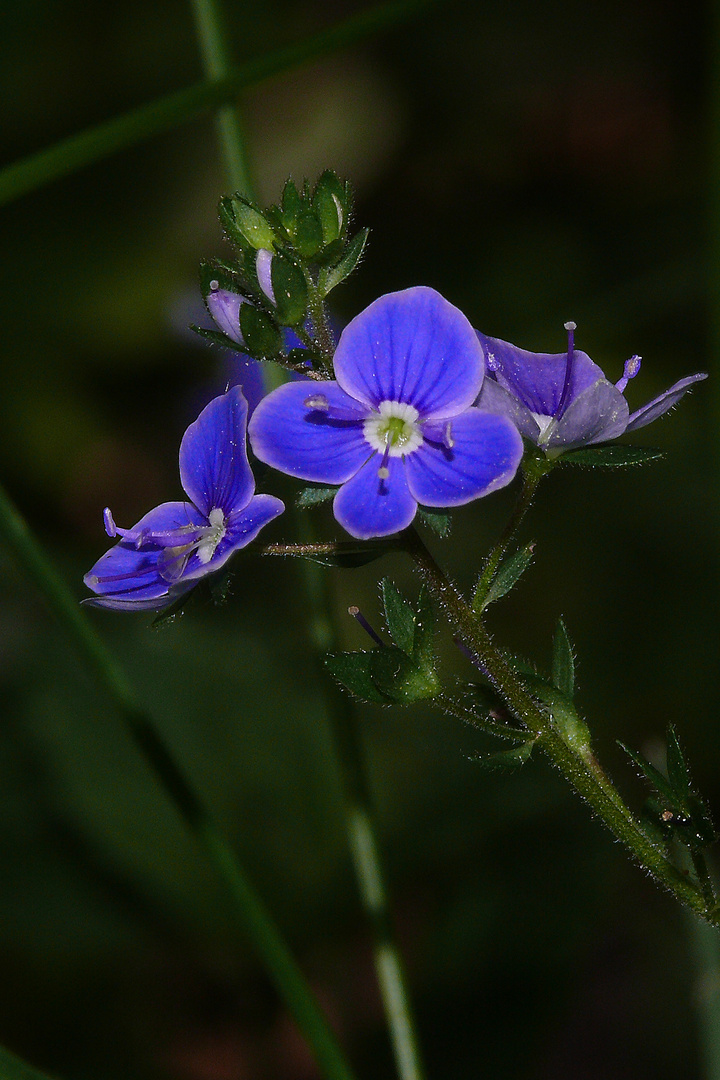 ~kleiner blauer wegbegleiter~