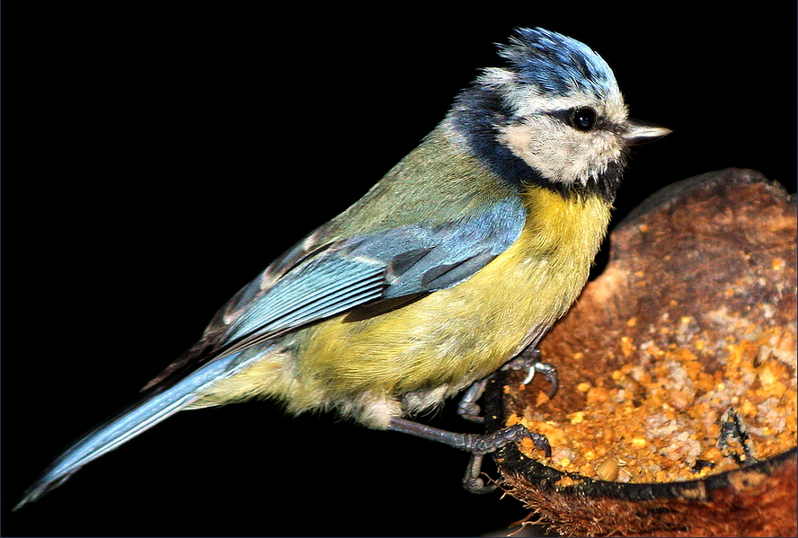 Kleiner blauer Wichtel*