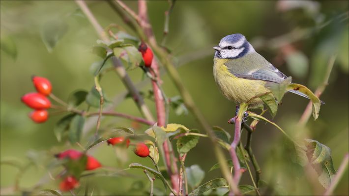 Kleiner Blauhelm :-)
