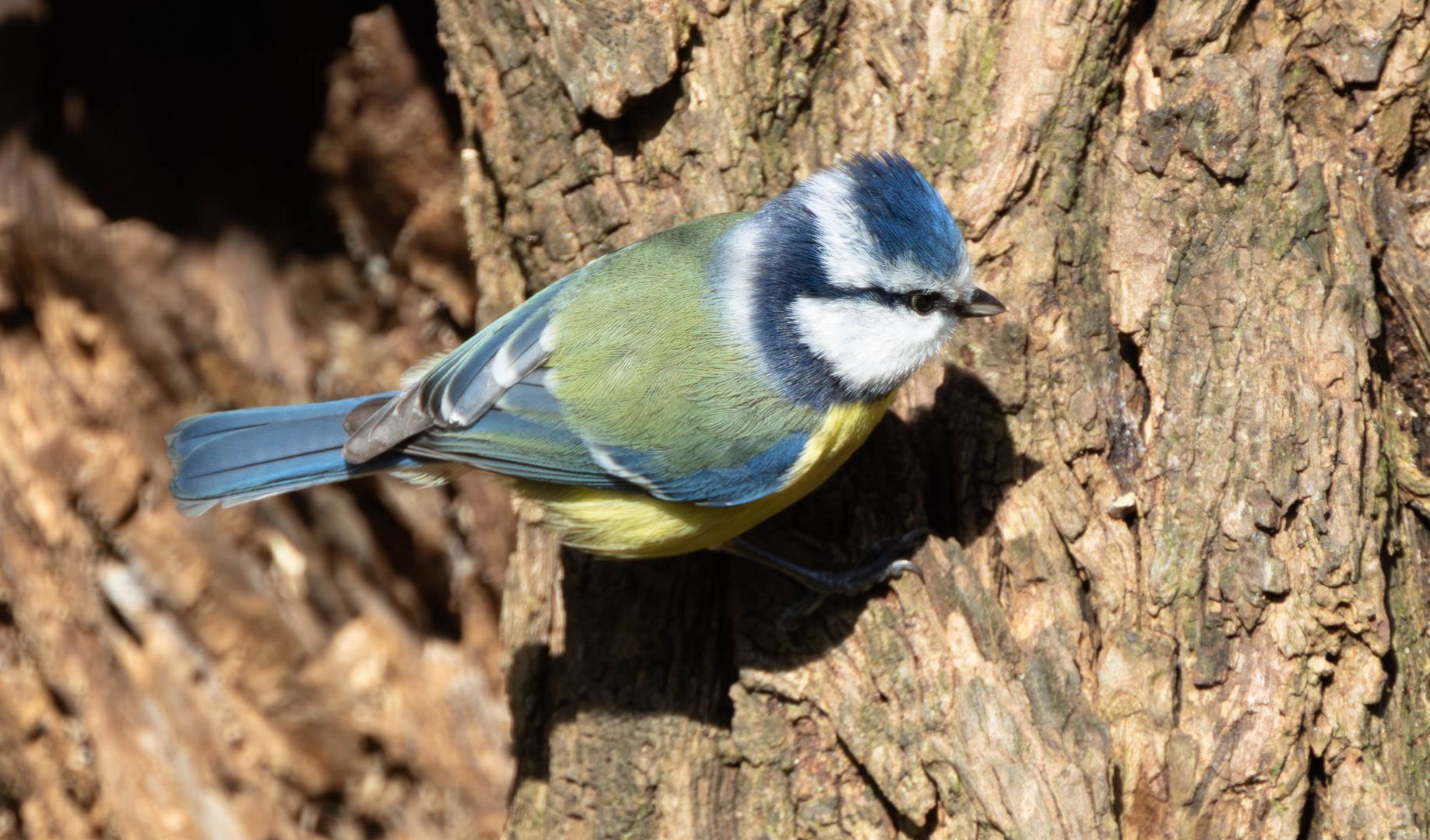 Kleiner Blauhelm...