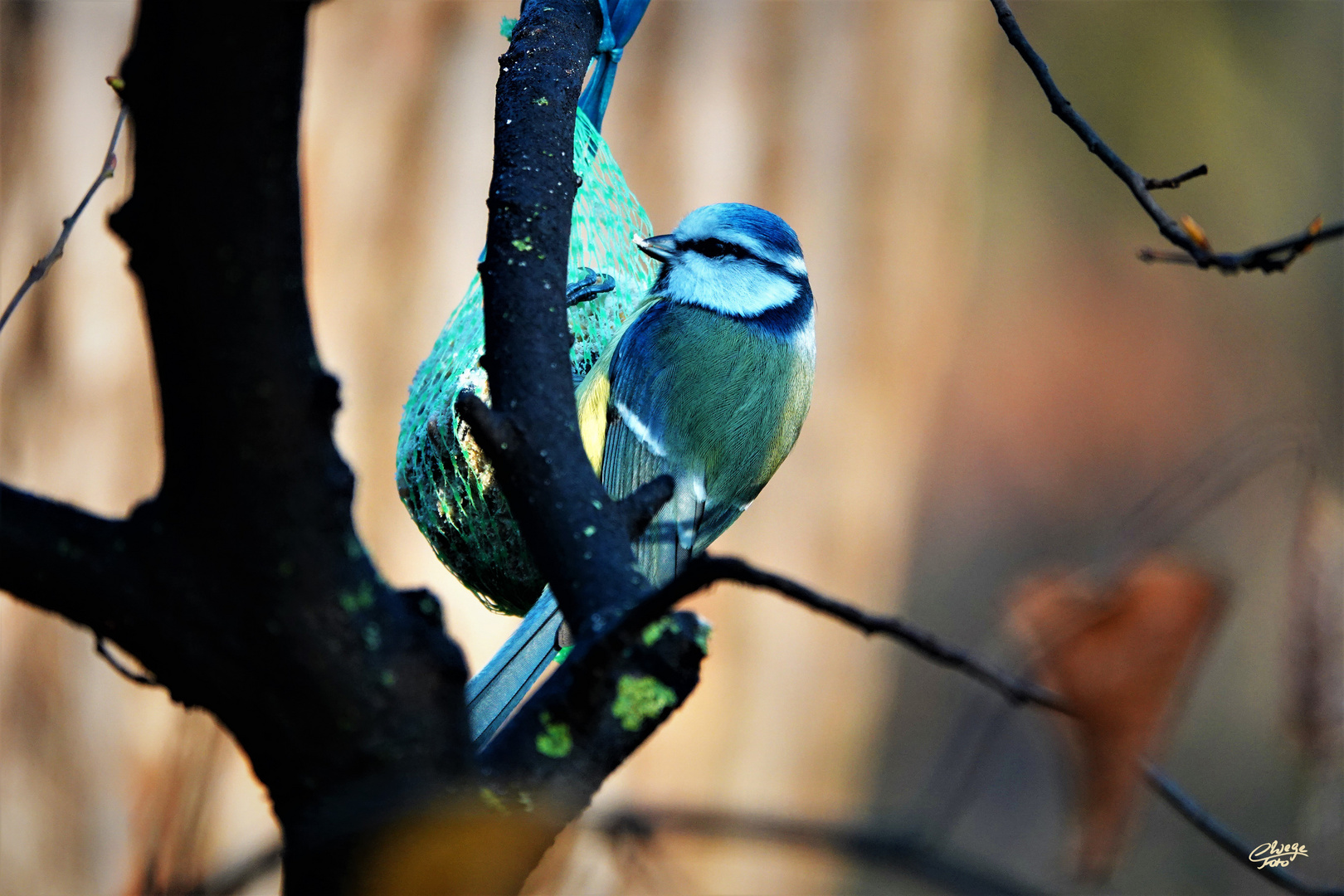 Kleiner Blauhelm beim Naschen.