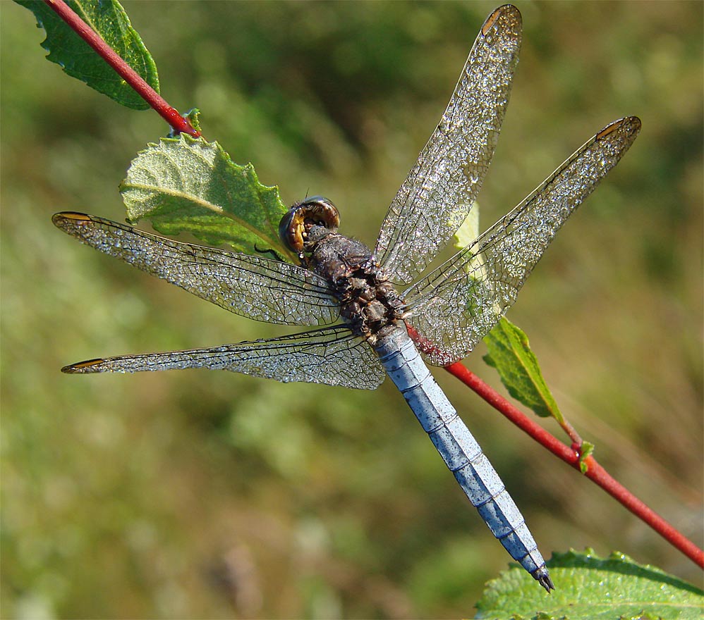 Kleiner Blaupfeil